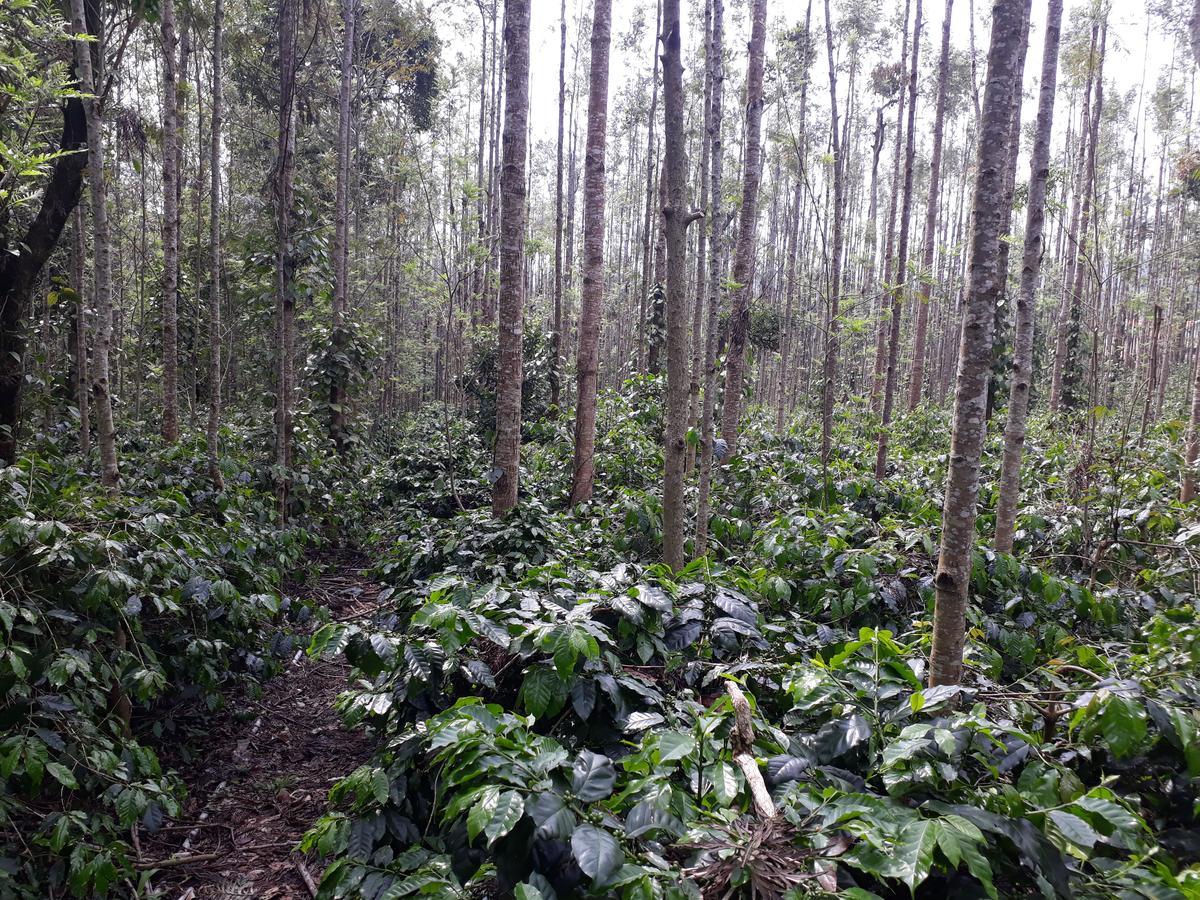 Bluebell Homestay Chikmagalur Ngoại thất bức ảnh